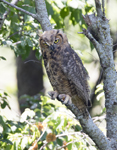 Great Horned Owl 1604
